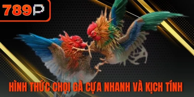 Hình thức chọi gà cựa nhanh và kịch tính 